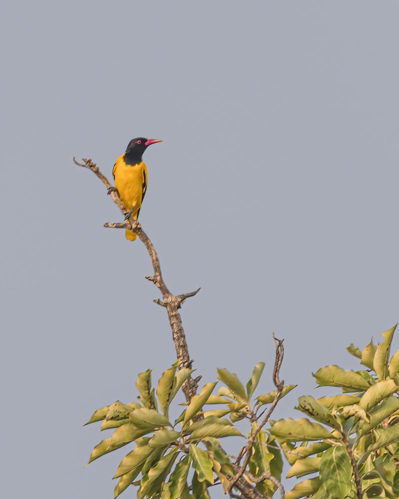 Photograph by M.I.M. Mahir