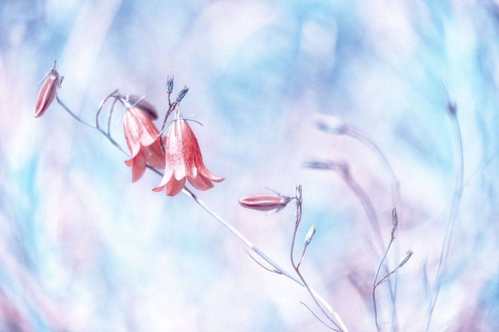 Нежное утро