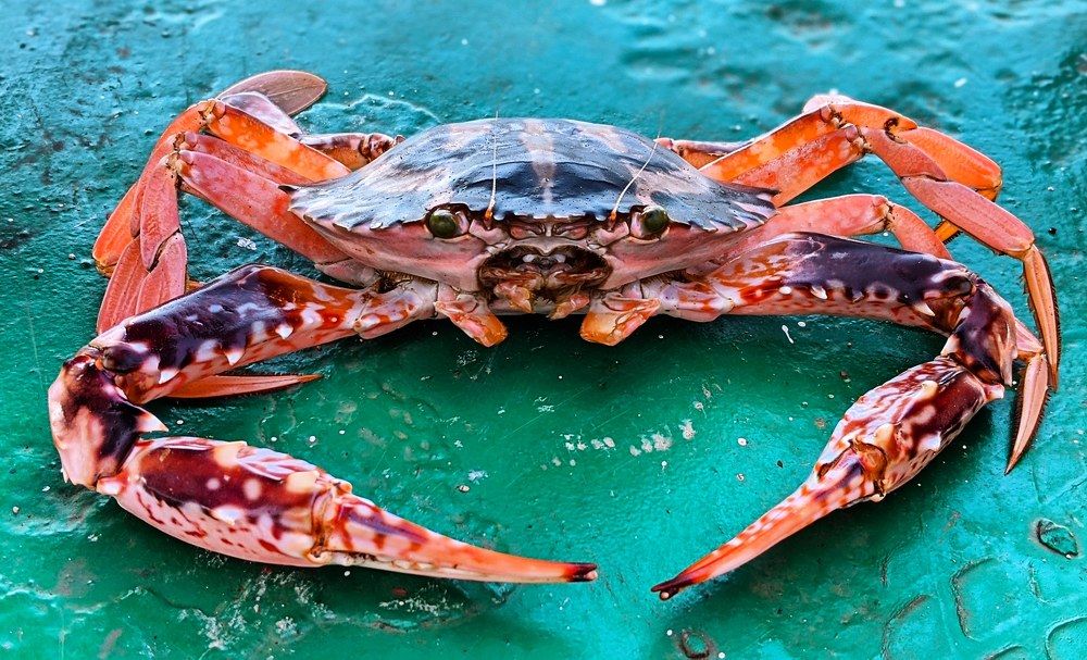 Photograph by Jonaed Ahmad