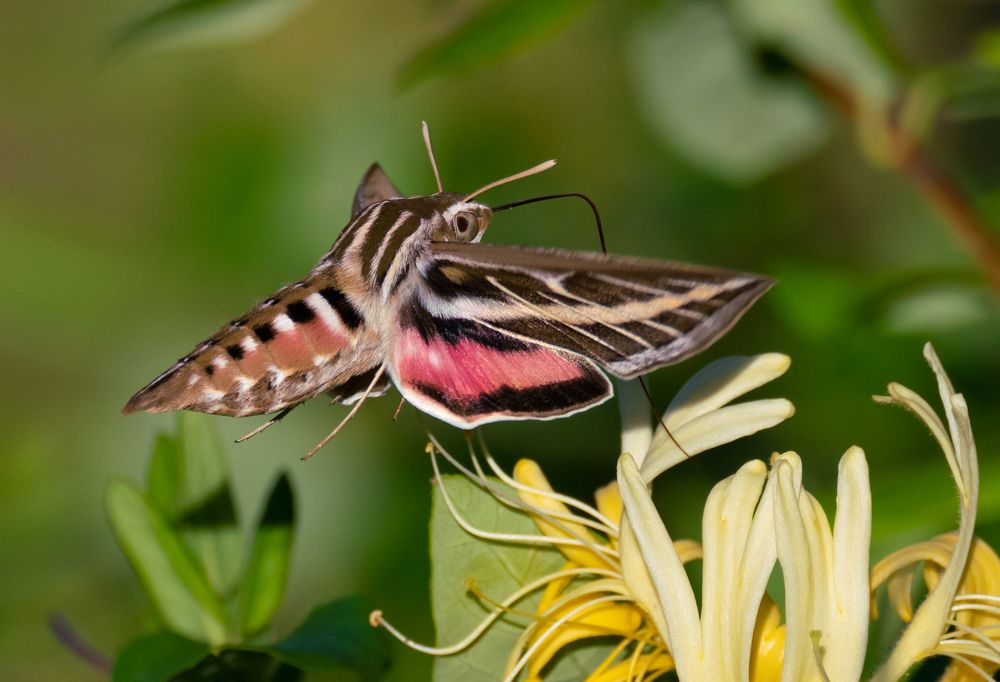 Фотография автора Heather Spencer