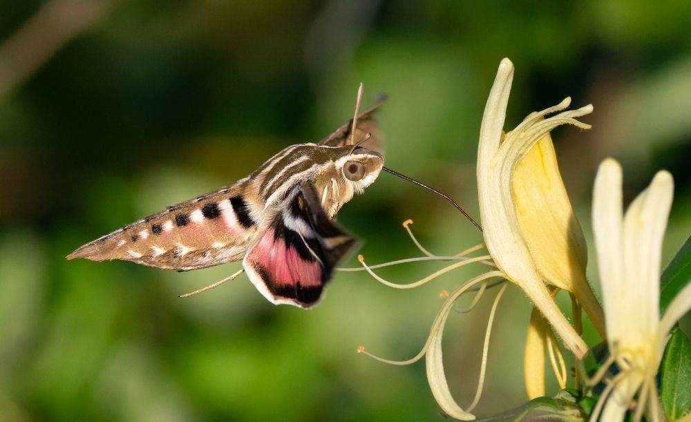 Фотография автора Heather Spencer