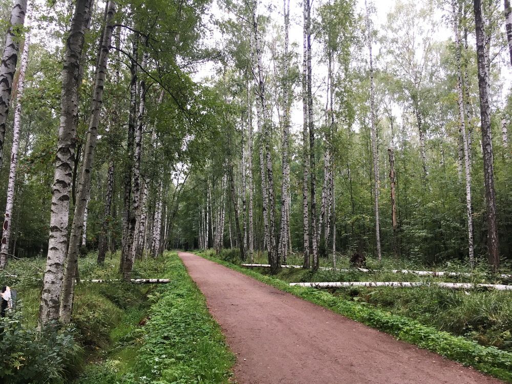 В берёзовой роще...!)