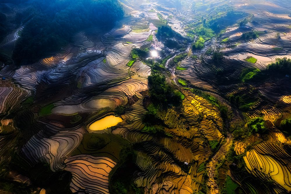 Water poured on rice fields