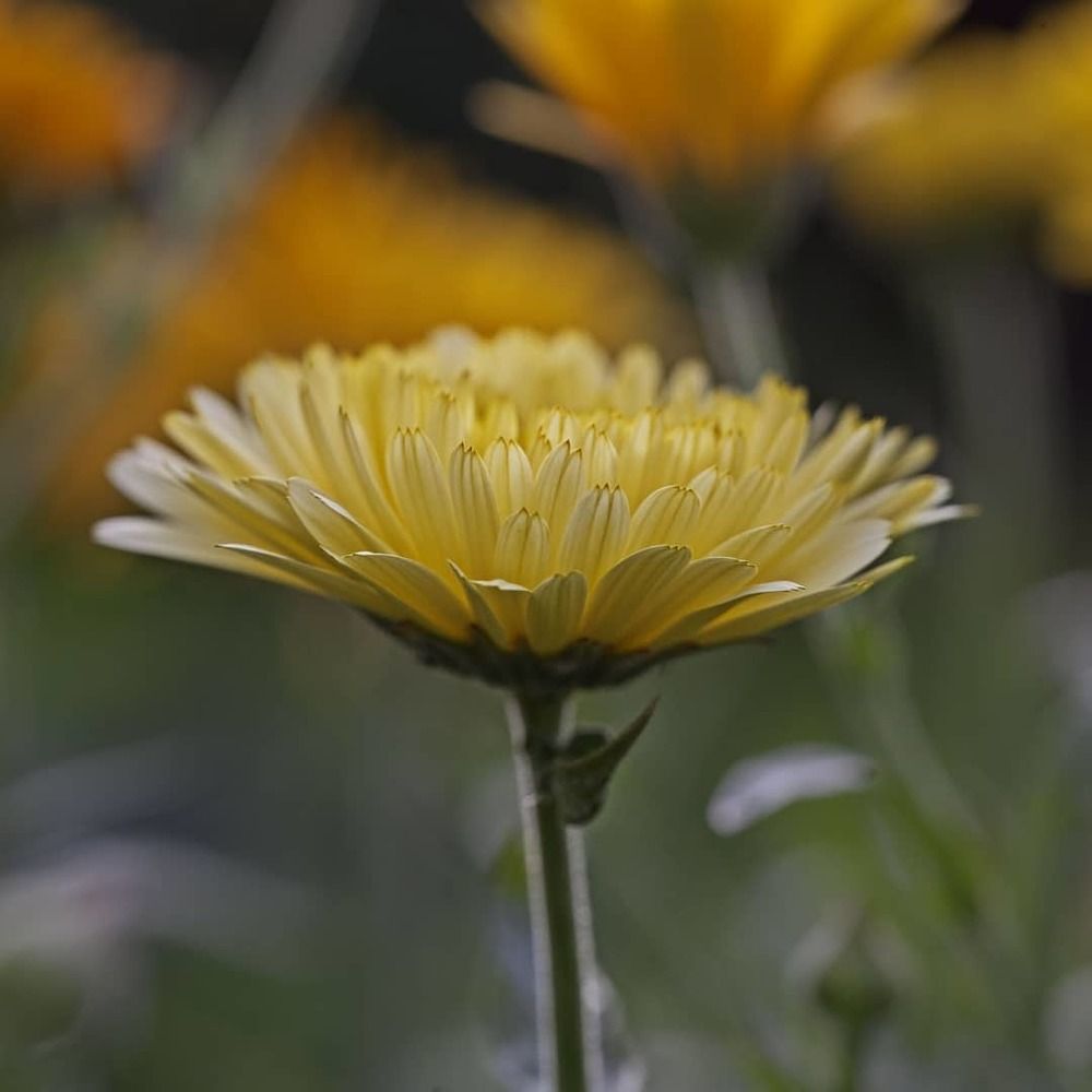 Фотография автора Alena Makushina