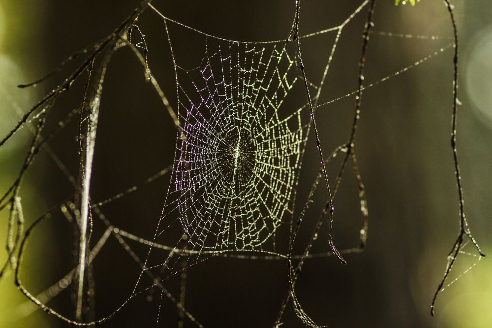 Кружево леса