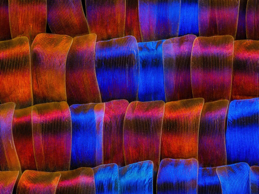 Chrysiridia rhipheus.