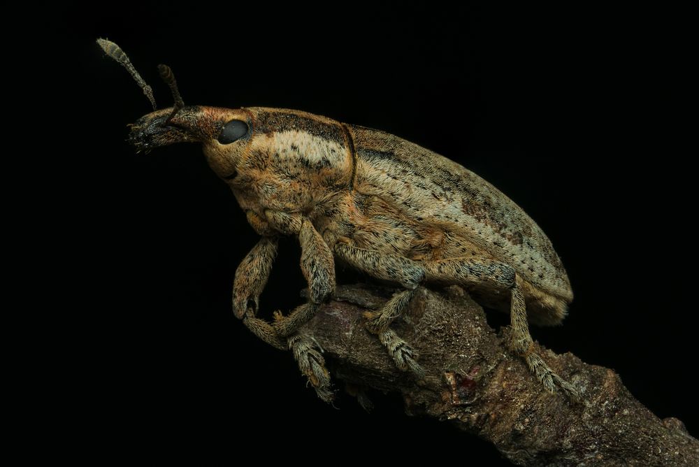 Фрачник Lixus