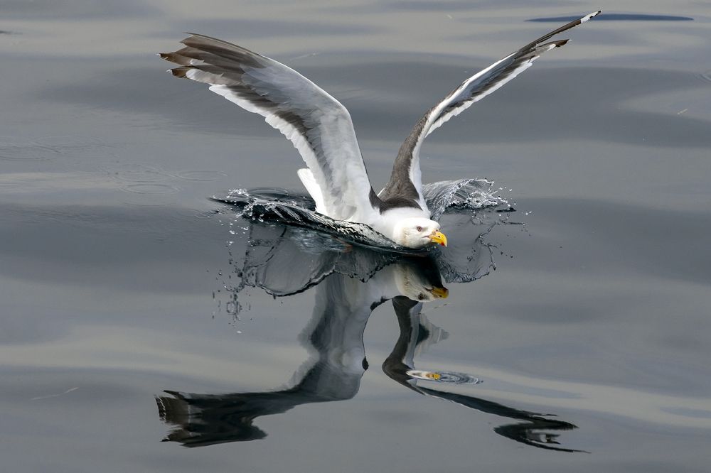 Приводнение