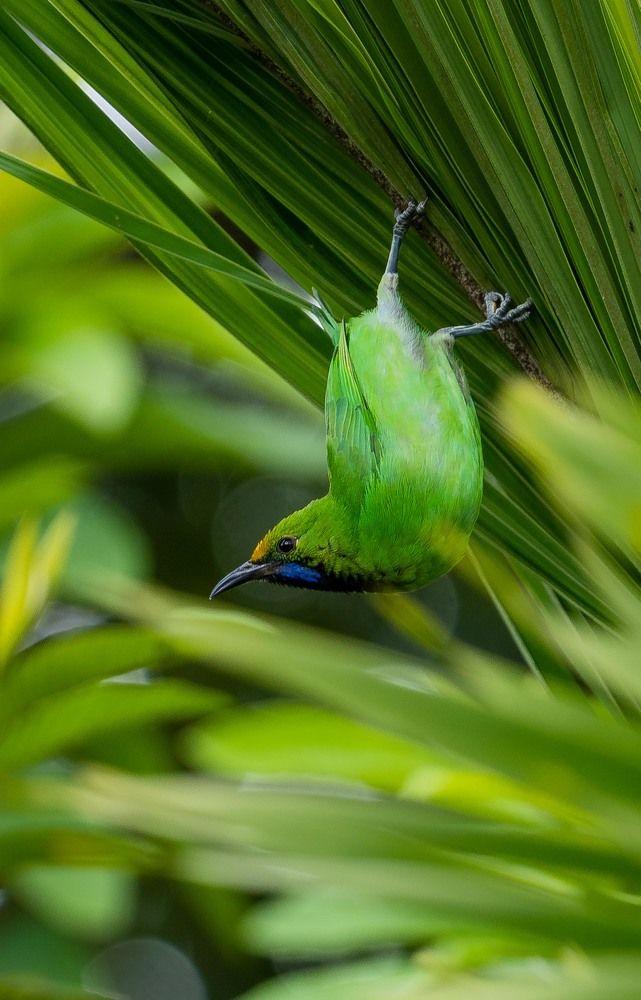 Photograph by Pankaj Biswas