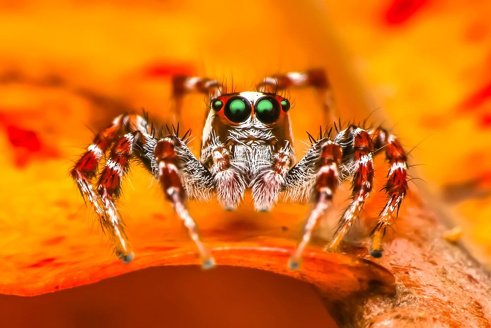 Photograph by NeCoTi ChonTin