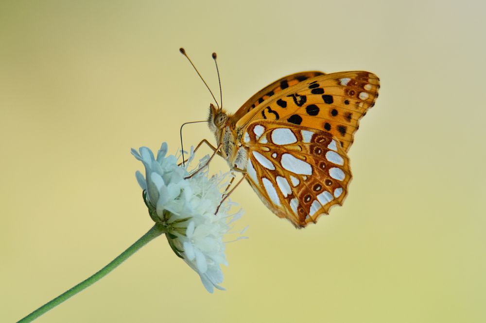 Photograph by Денис Ветренко