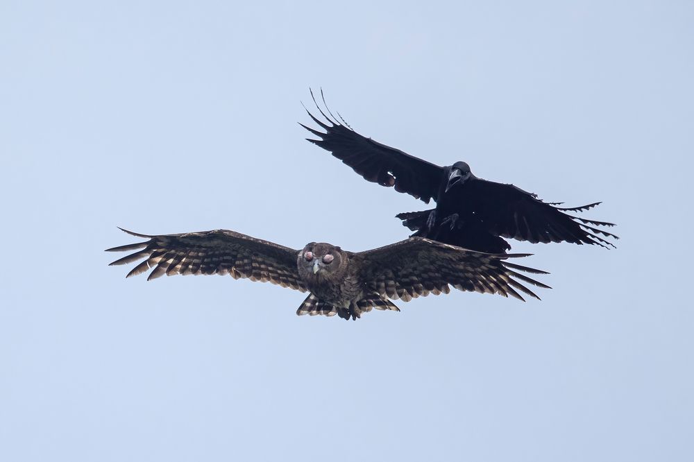 Naughty Crow attacking an owl