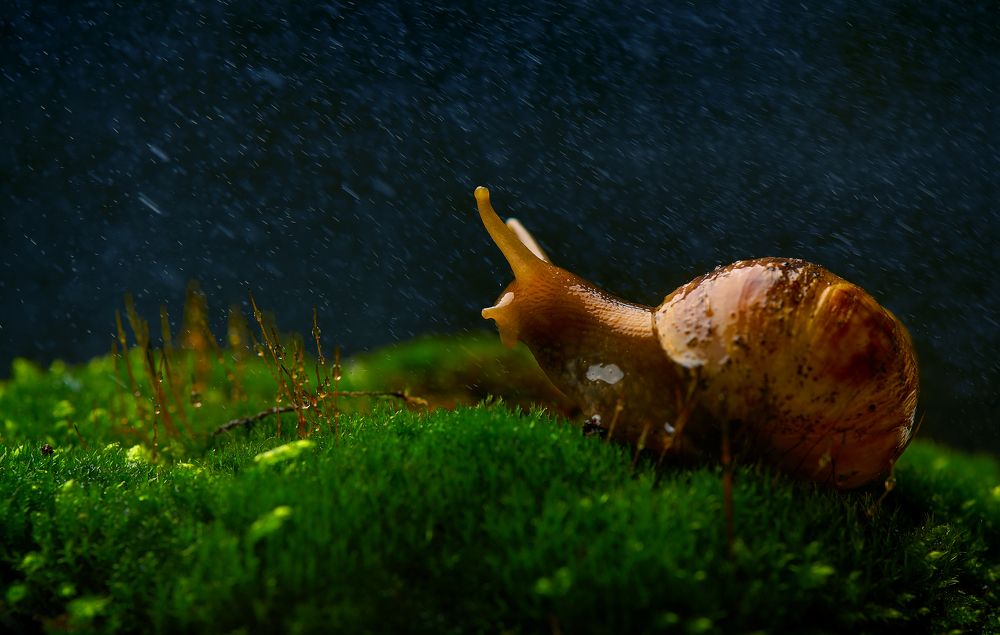 Photograph by Валерий Коновалов