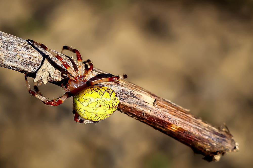 Photograph by Анна Хлоповская