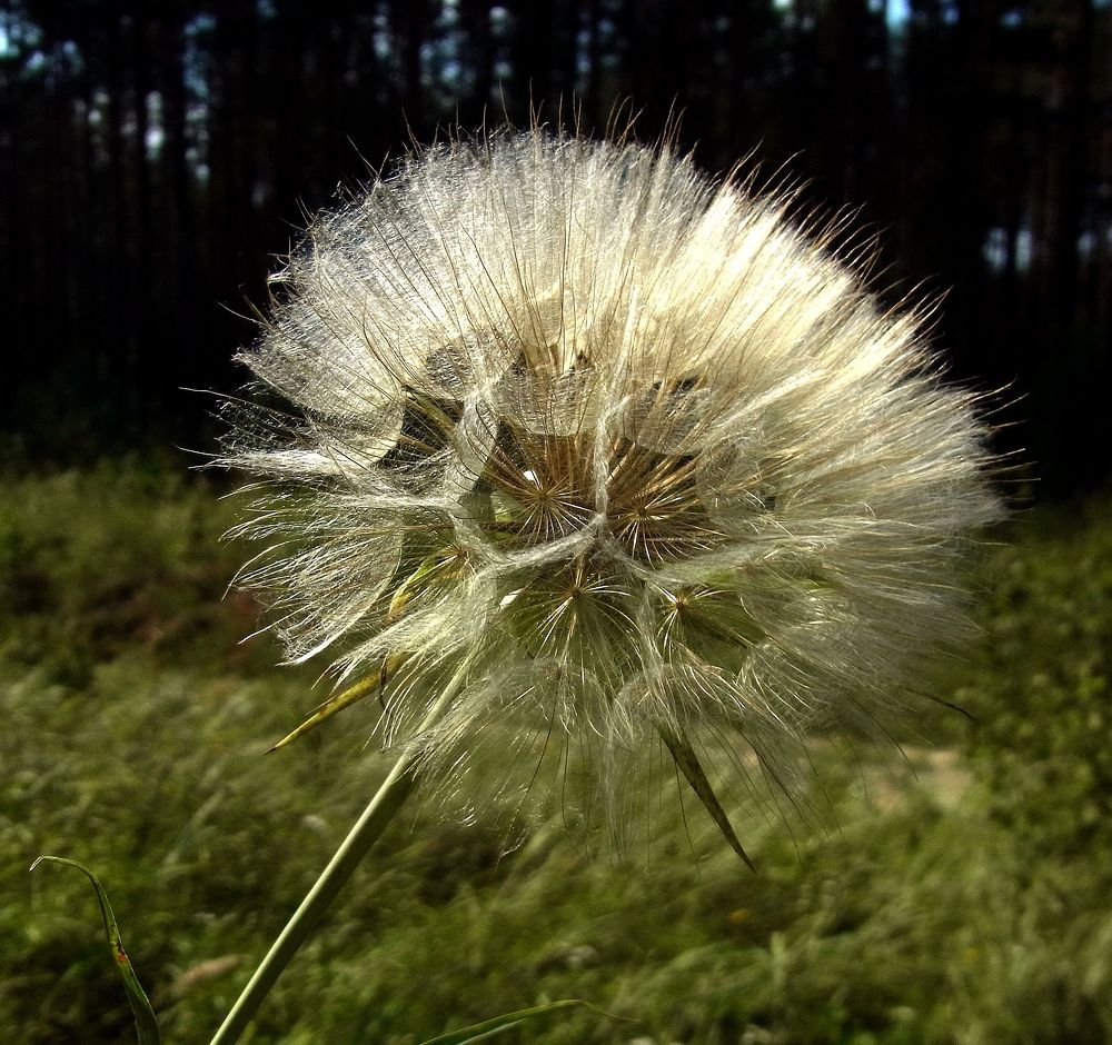 Photograph by леонид натапов