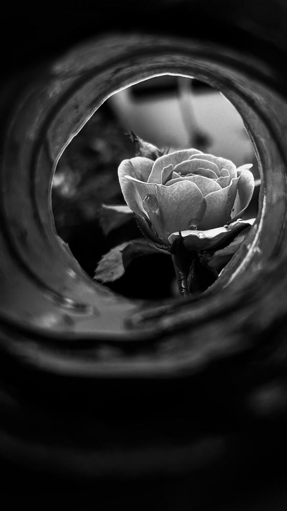 Photograph by Francis Coombs