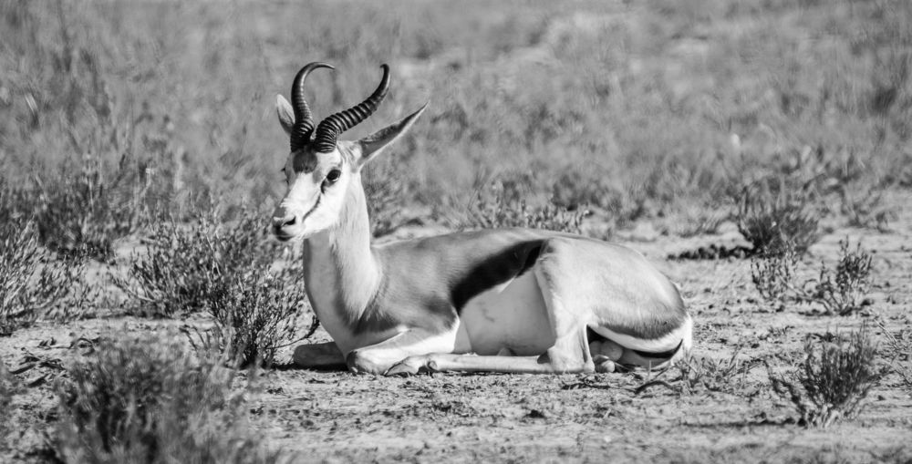 Photograph by Lanie Badenhorst