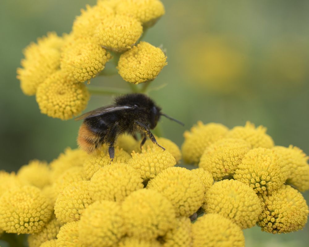 золотая пыльца