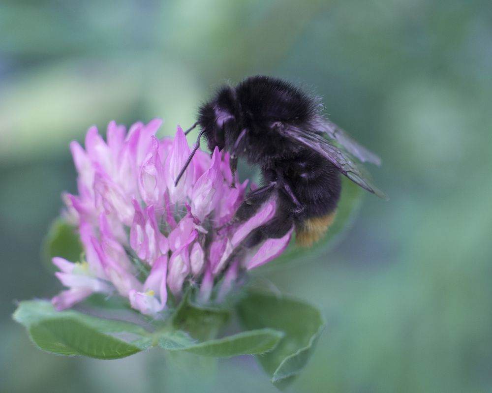 Фотография автора Анастасия Ершова