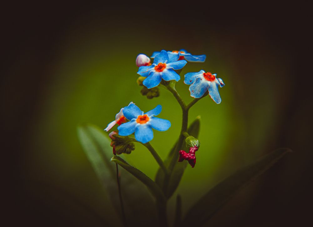 Лесной цветок