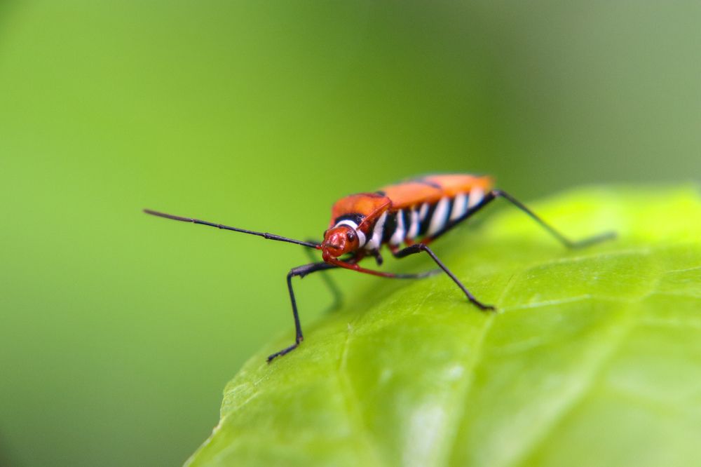 Photograph by Komang Mariono