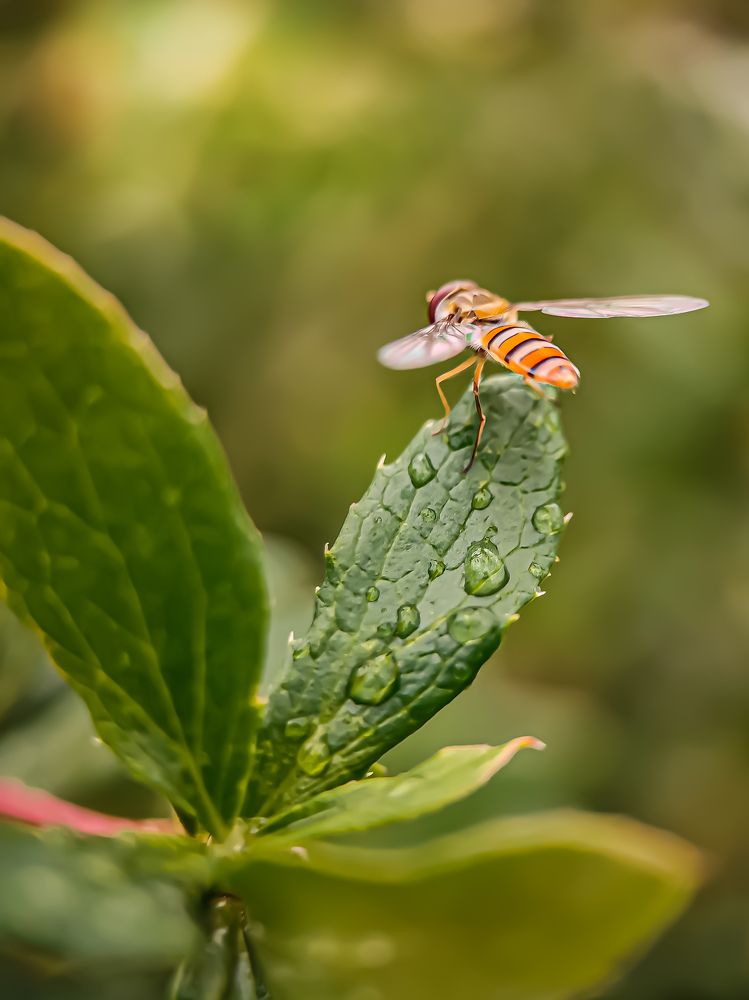 Photograph by Анна Кабиева
