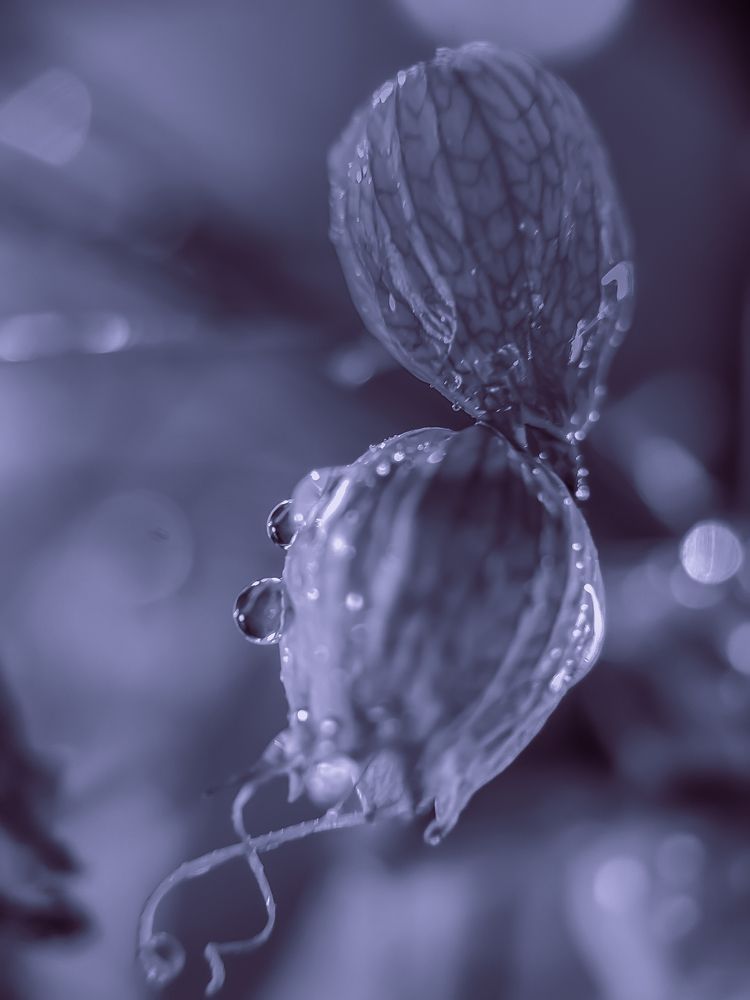 Photograph by Анна Кабиева