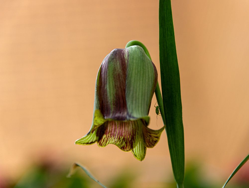 Photograph by Юлия Павлова