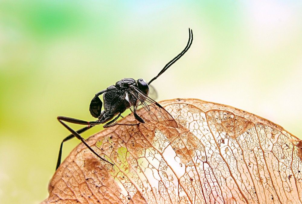 Photograph by Yusuf Buchari