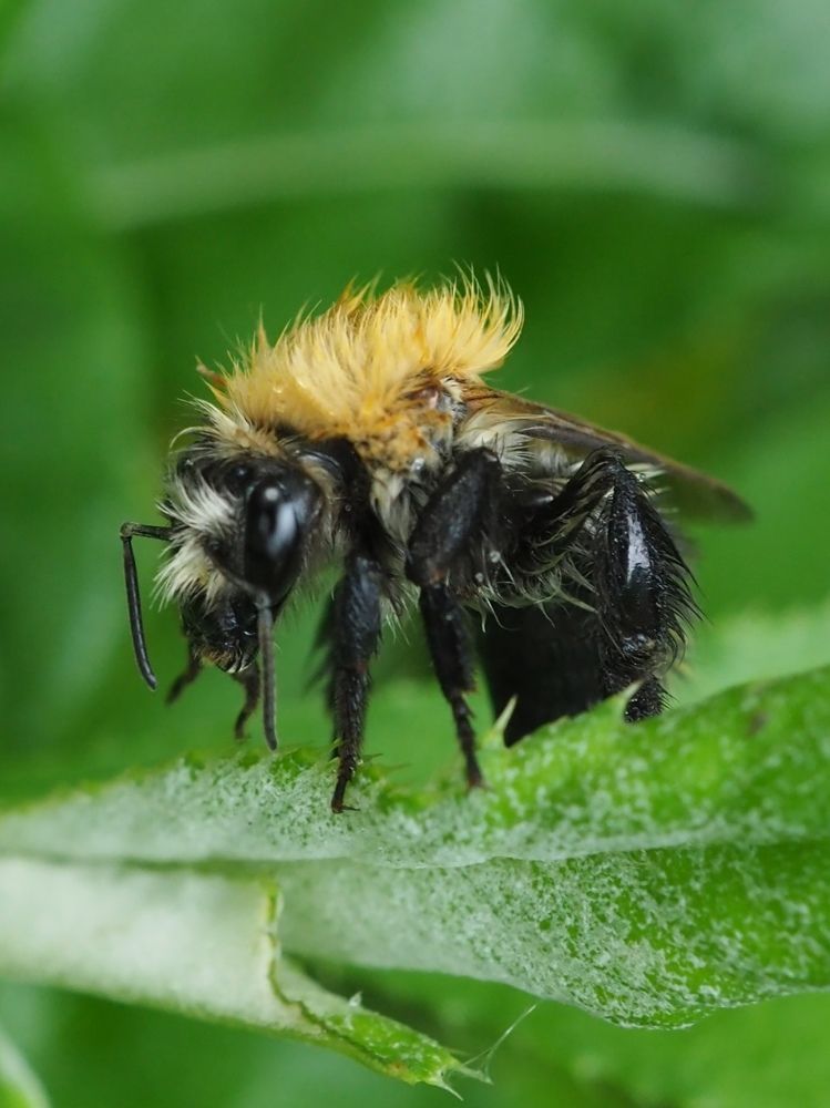 Мохнатый шмель....