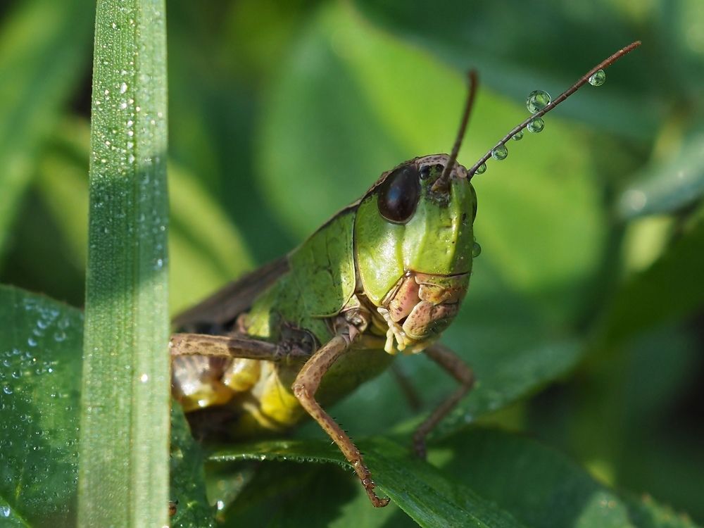 В траве сидел кузнечик