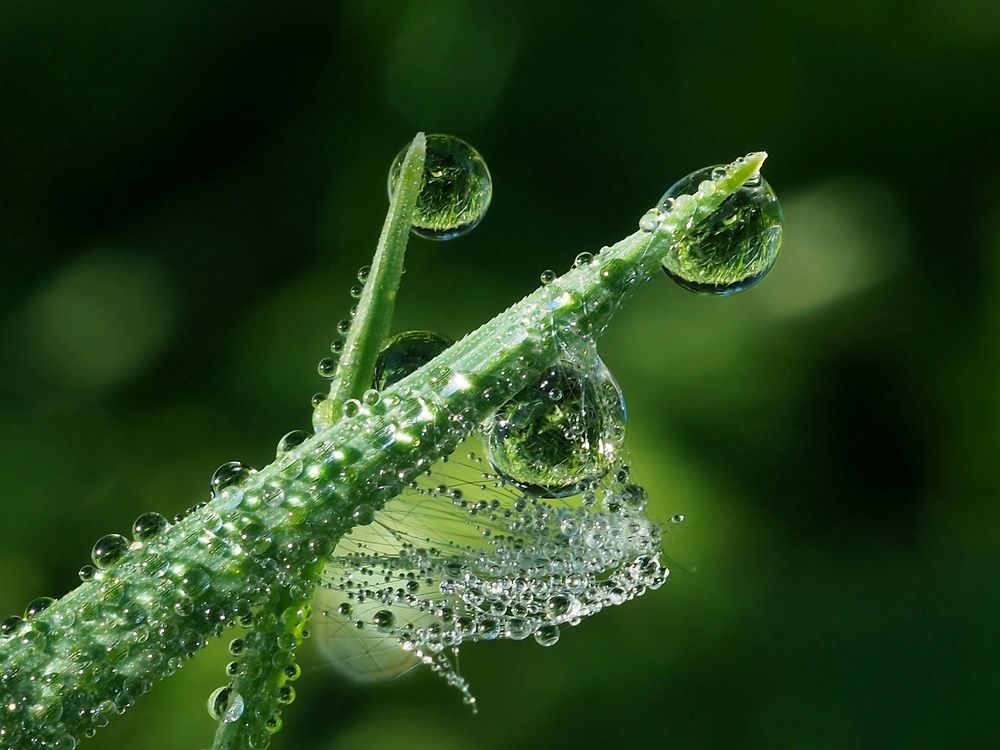 Травы росные