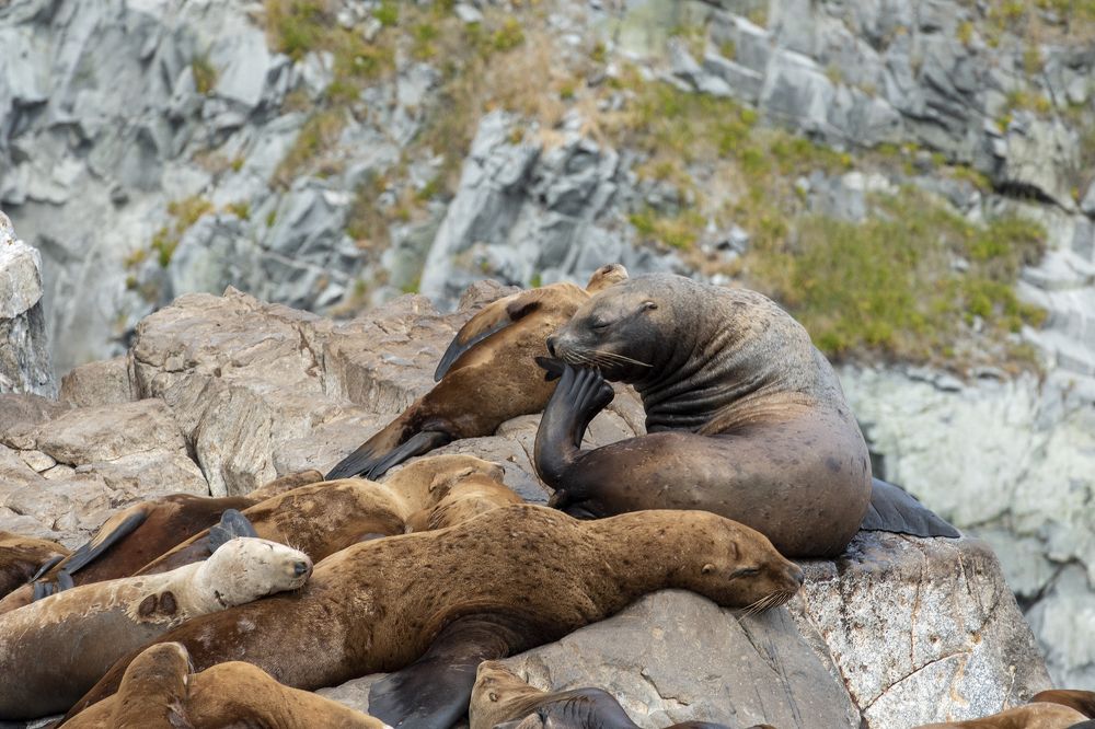 Гарем большой, устал немного