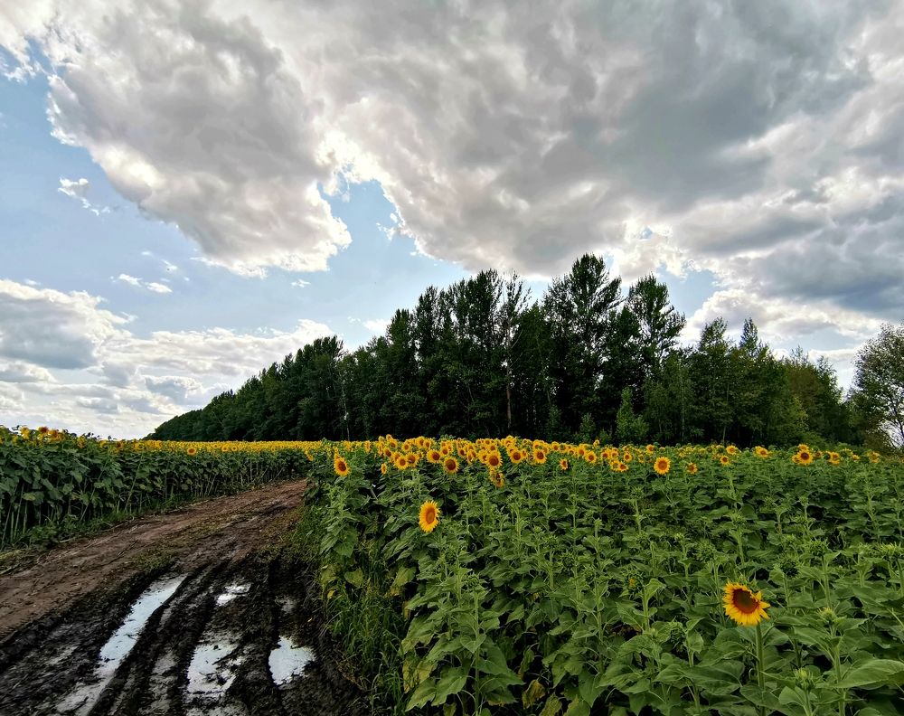 Photograph by Игорь Носков (Домненко)