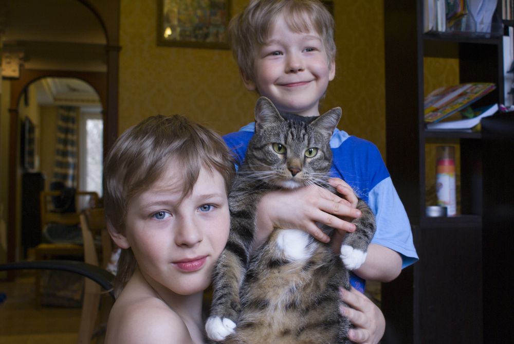 Было у отца 3 сына, один из них - кот.