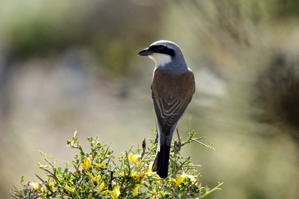 Male red-backed shrike (Lanius collurio)