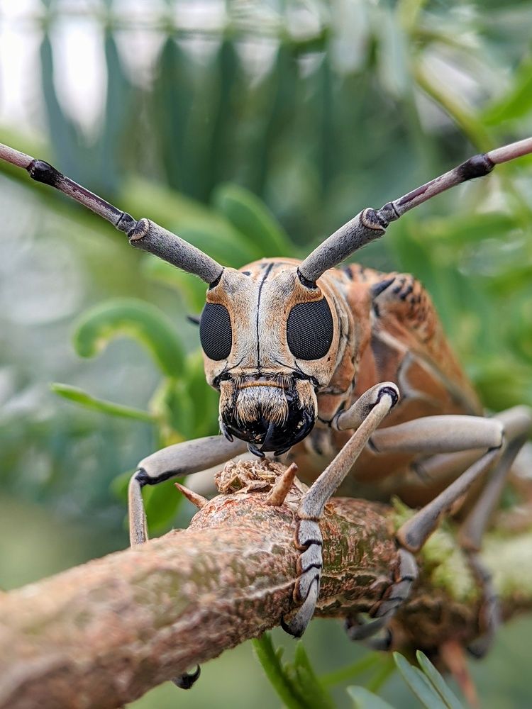 A longhorn beetle in it's habitat.