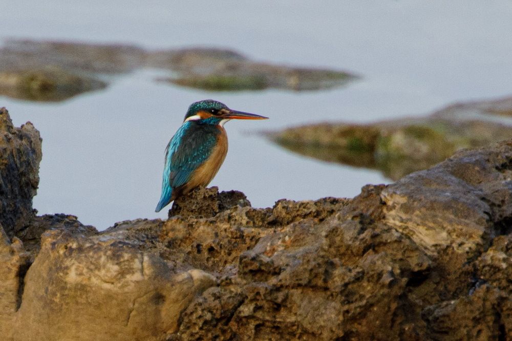Common Kingfisher (Alcedo atthis)