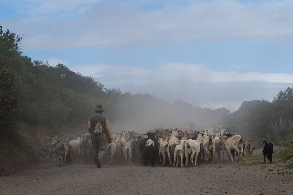 The lord of the goats