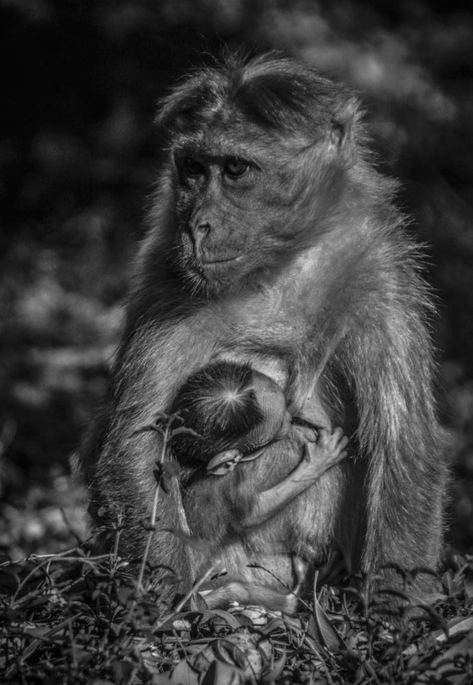 Фотография автора Shibnu