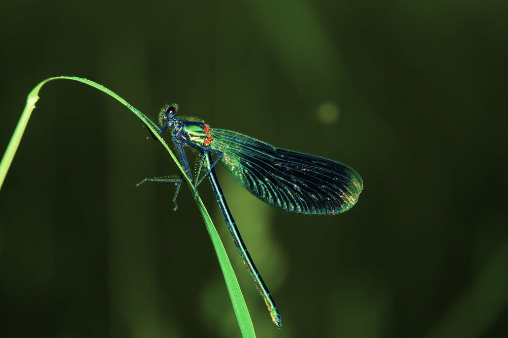 Photograph by Yulia Deimos