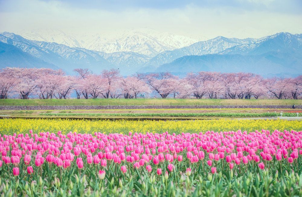 Фотография автора Nguyen Khac Tien