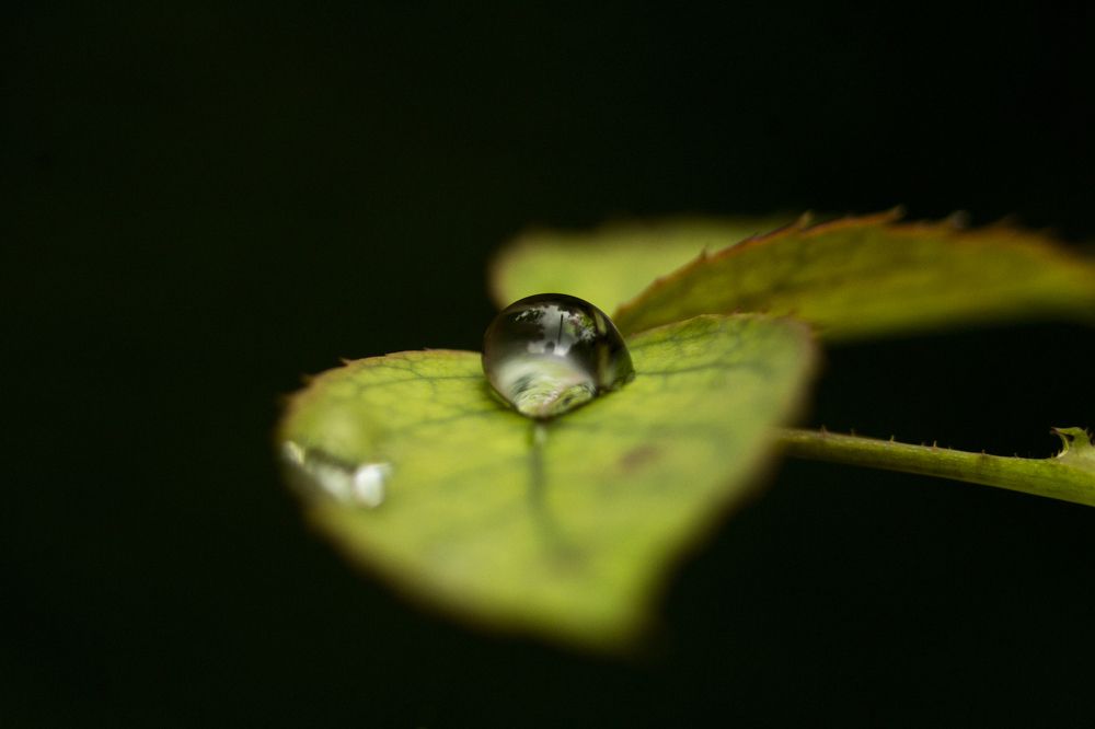 dew drop