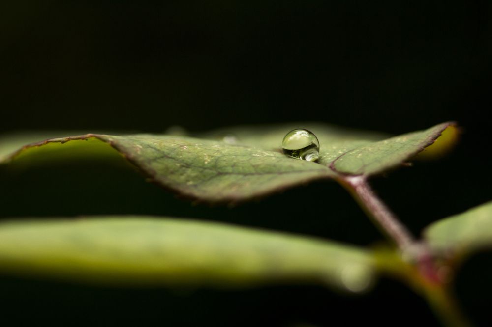 pure water drop