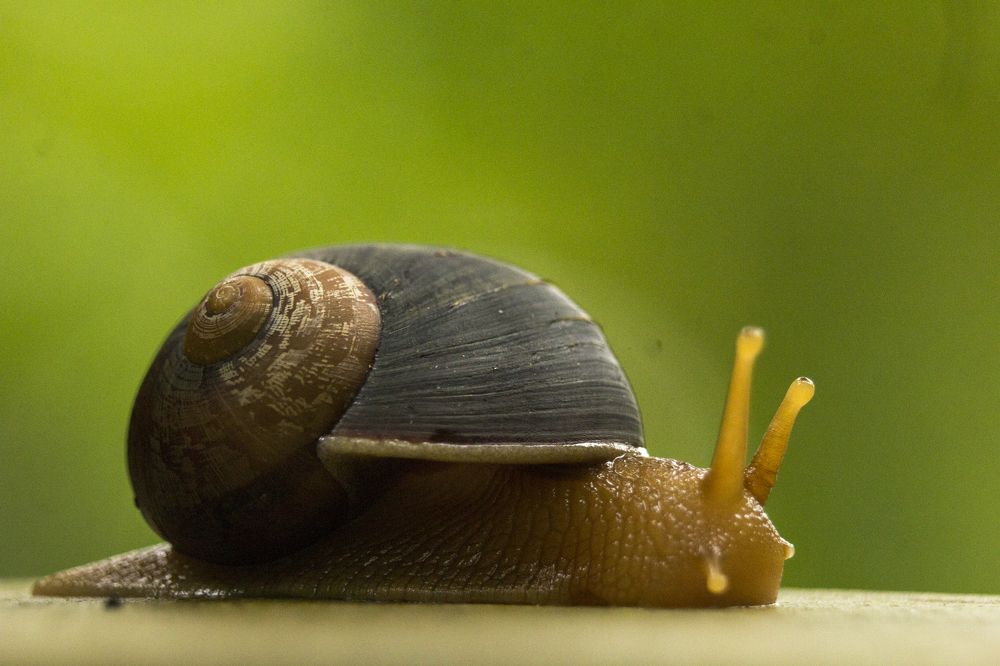 snail