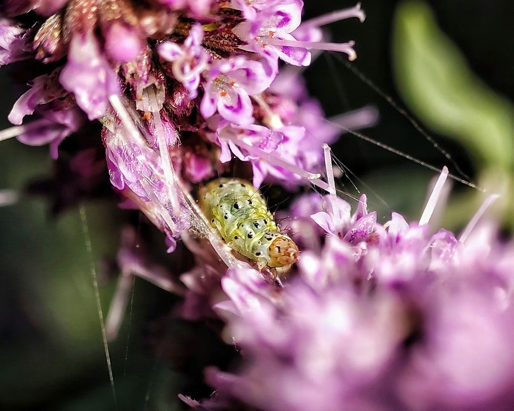 Photograph by Ali goreishi