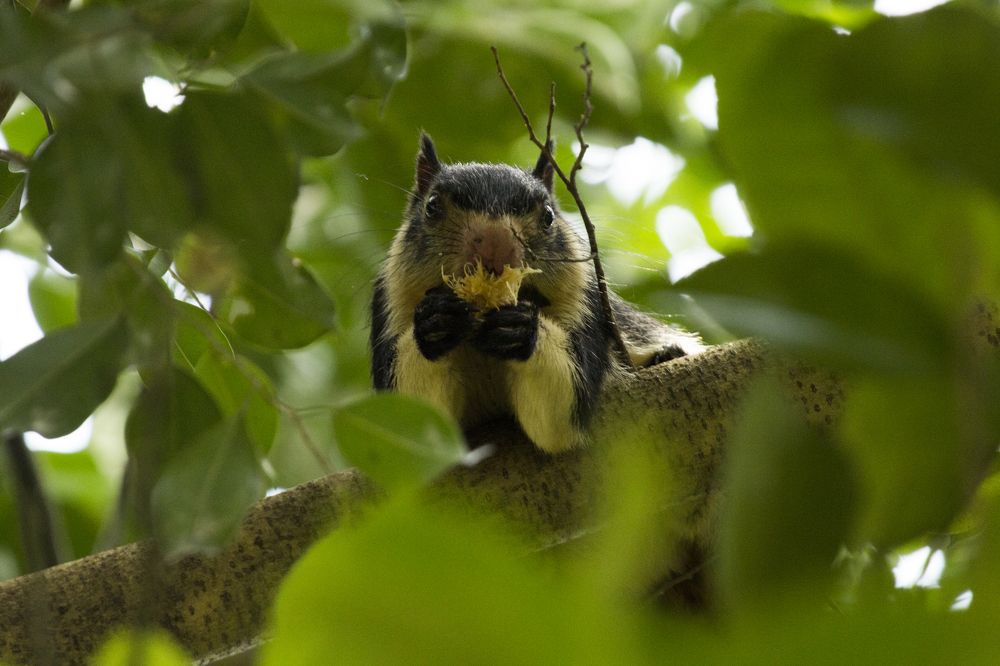 Sri lanka giant squirrel