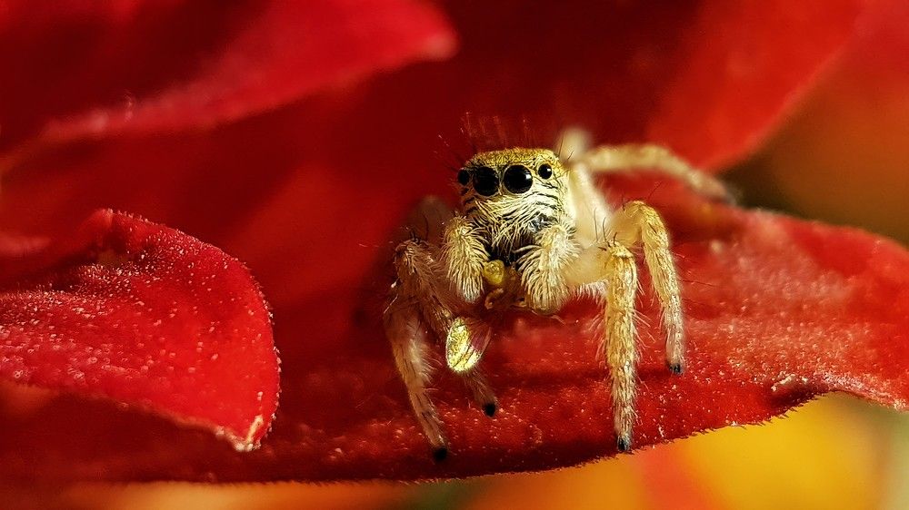 Photograph by Ali goreishi