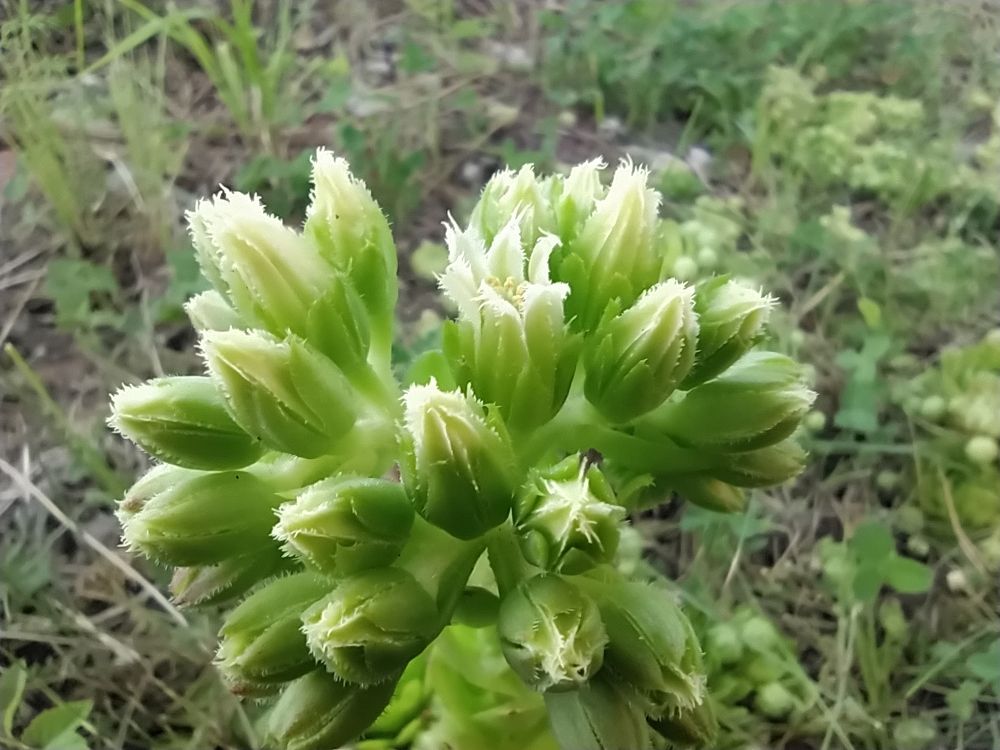 Цветение Каменного цветка.