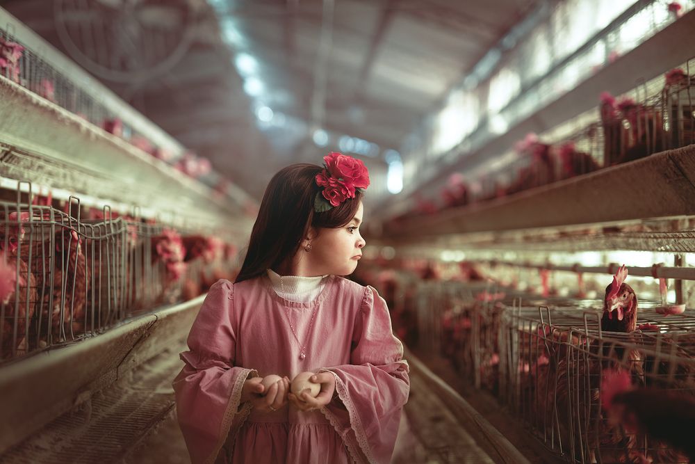 Chicken coop stories